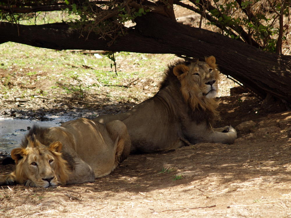 India buoyed by jump in rare Asiatic lion numbers - GG2