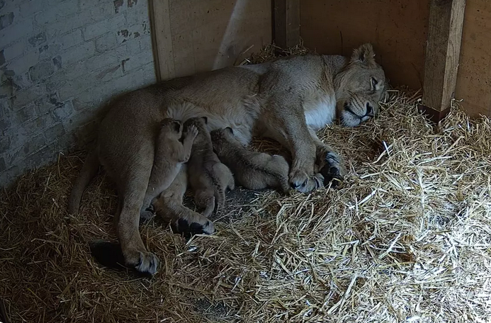 London Zoo welcomes three endangered Asiatic lion cubs - GG2