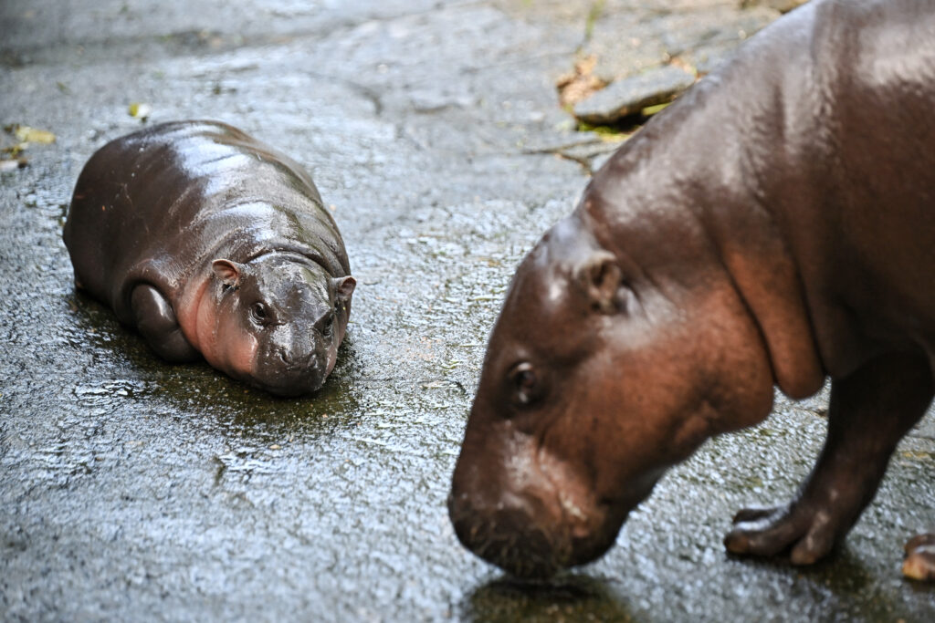 thai hippo