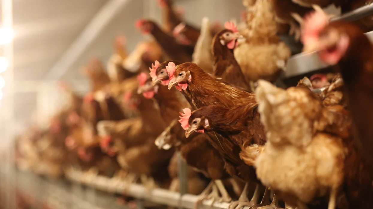 Bird Flu Outbreak Spurs Emergency Measures In Norfolk And Beyond - Gg2